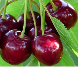 cherry-167341__340.jpg