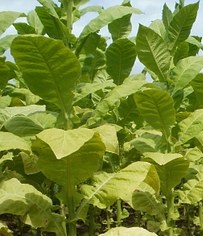 tobacco.jpg
